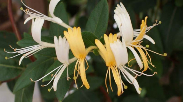 Honeysuckle Flower Benefits – Lig Health Care