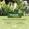 Erica_LEAO_IngredientSheet_ThyroidSupport